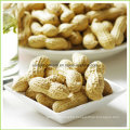 Chinese New Crop Roasted Peanut Inshell